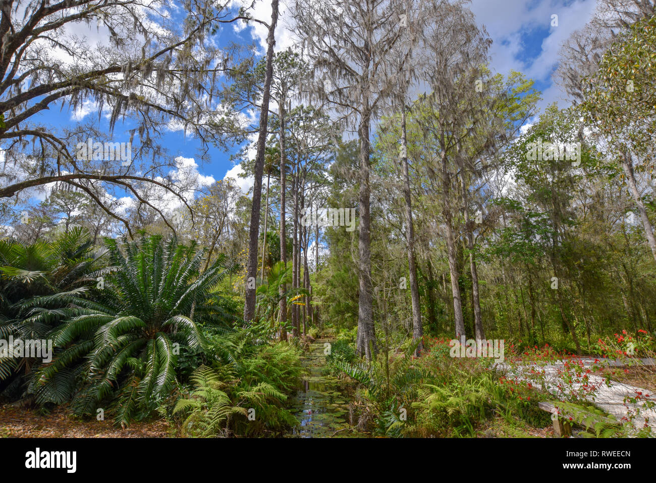 Spring Creek in Eureka Springs Fl. Stockfoto