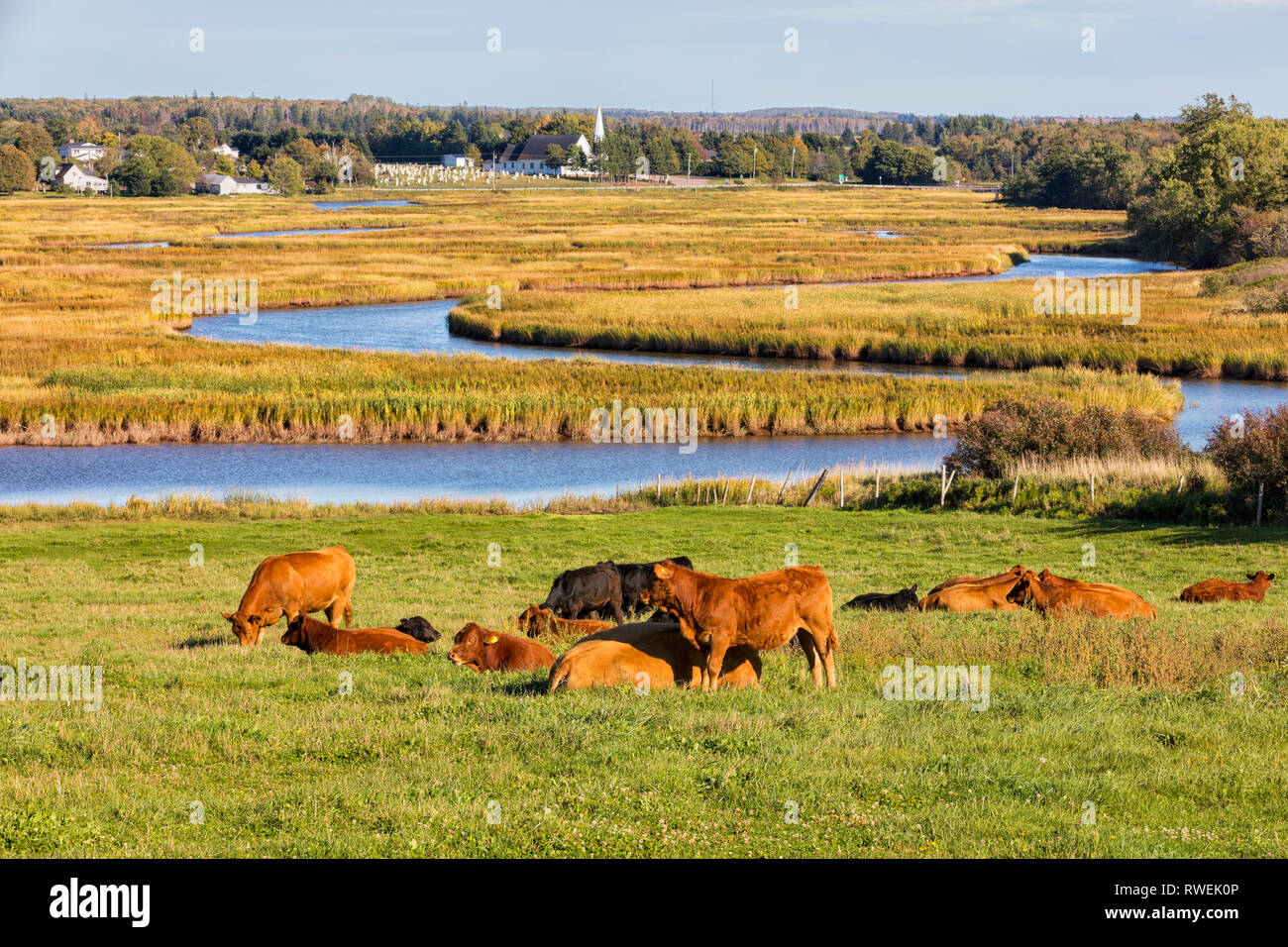 Rinder grasen, Tryon, Prince Edward Island, Kanada Stockfoto