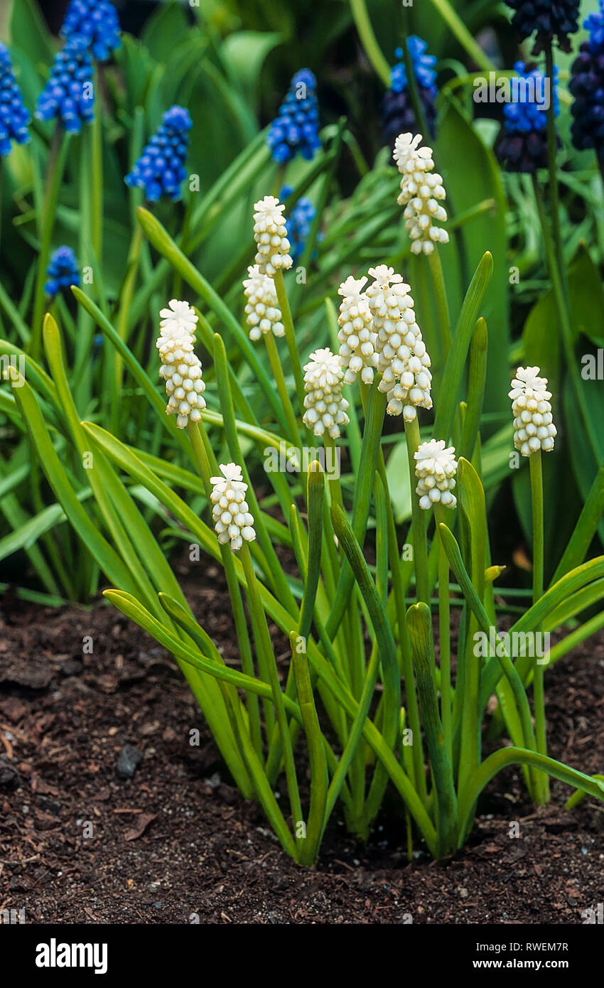 Muscari botryoides f. Album eine mehrjährige Pflanze in Blüte im Frühjahr mit schlanken weißen Trauben wachsen in voller Sonne und Frosthart auch Traubenhyazinthen Stockfoto