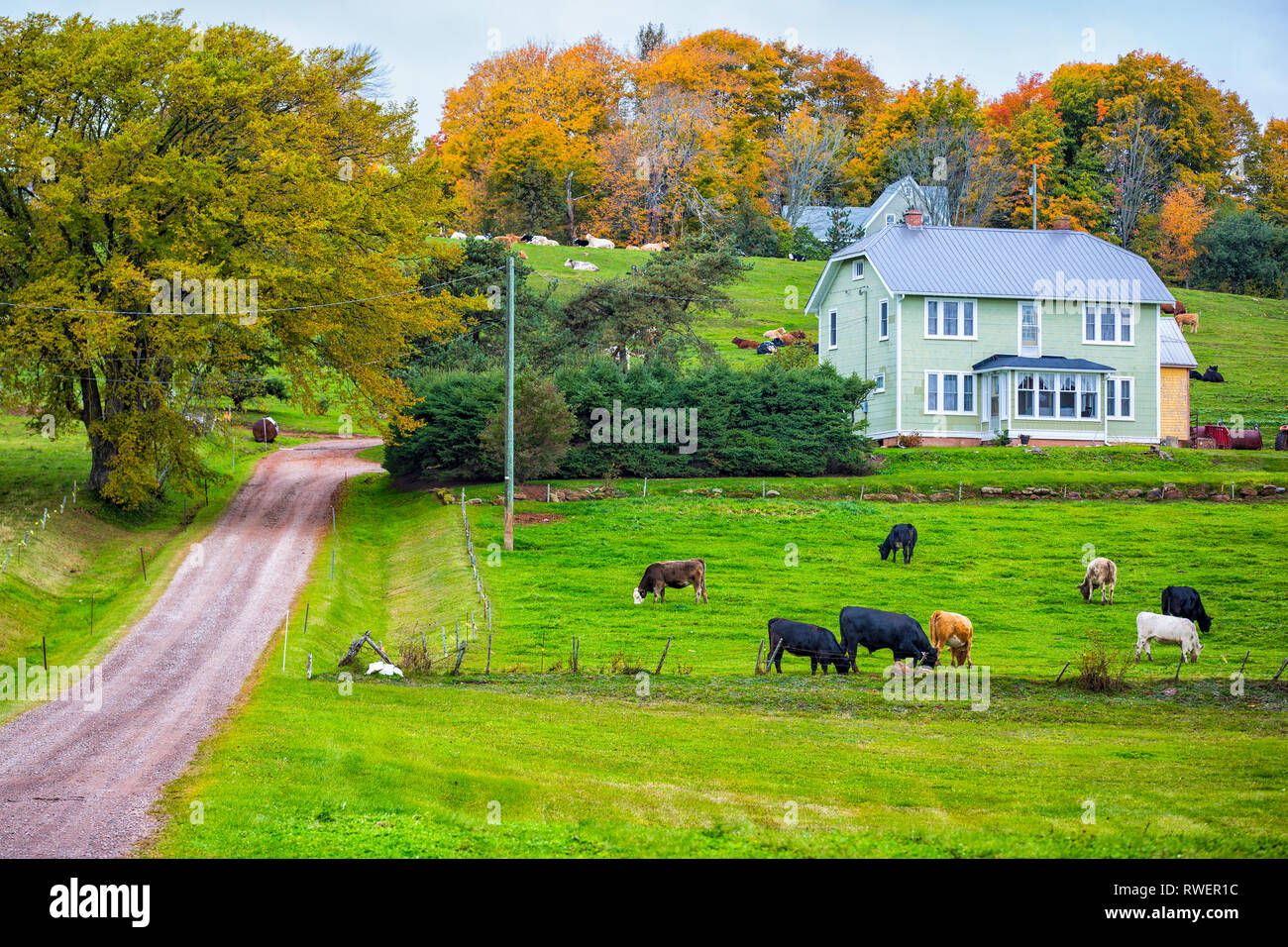 Rinder grasen, Bonshaw, Prince Edward Island, Kanada Stockfoto