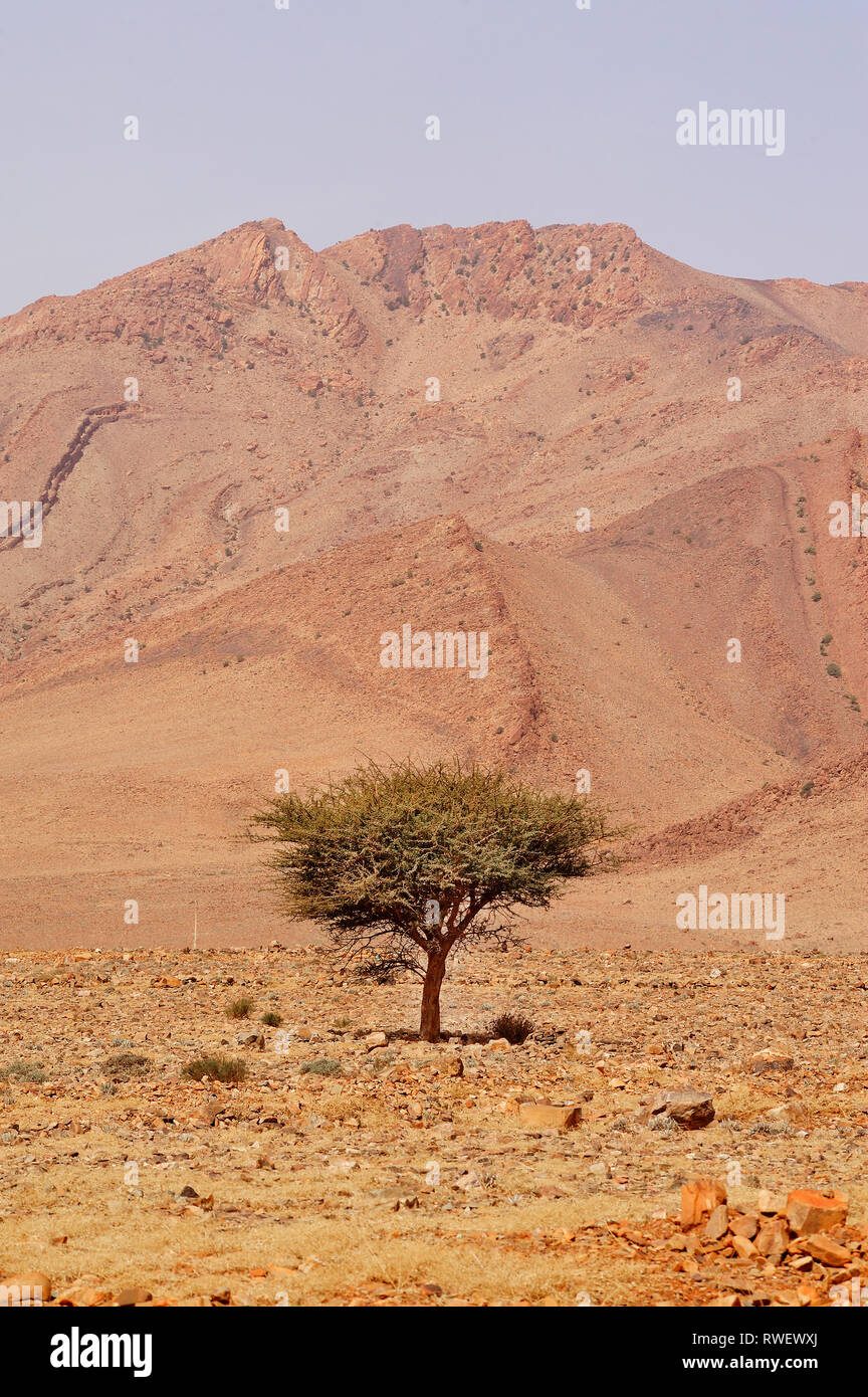 Einsamer Baum in Wüste, anti-Atlas Mountains in der Nähe von Tata, Marokko Stockfoto