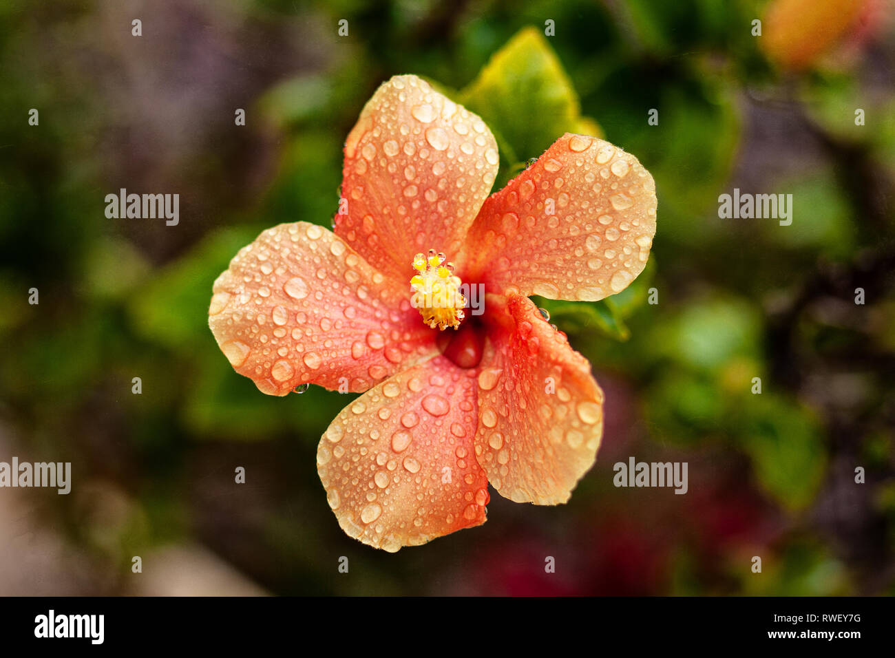 Orange Hibiscus mit Regentropfen auf die Blütenblätter und die staubgefäße - Bild Stockfoto
