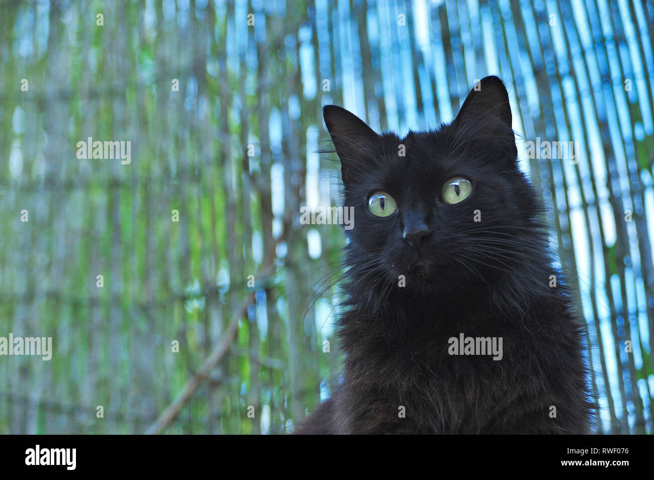 Schwarze Katze, Lauzun, Lot-et-Garonne, Aquitaine, Frankreich Stockfoto