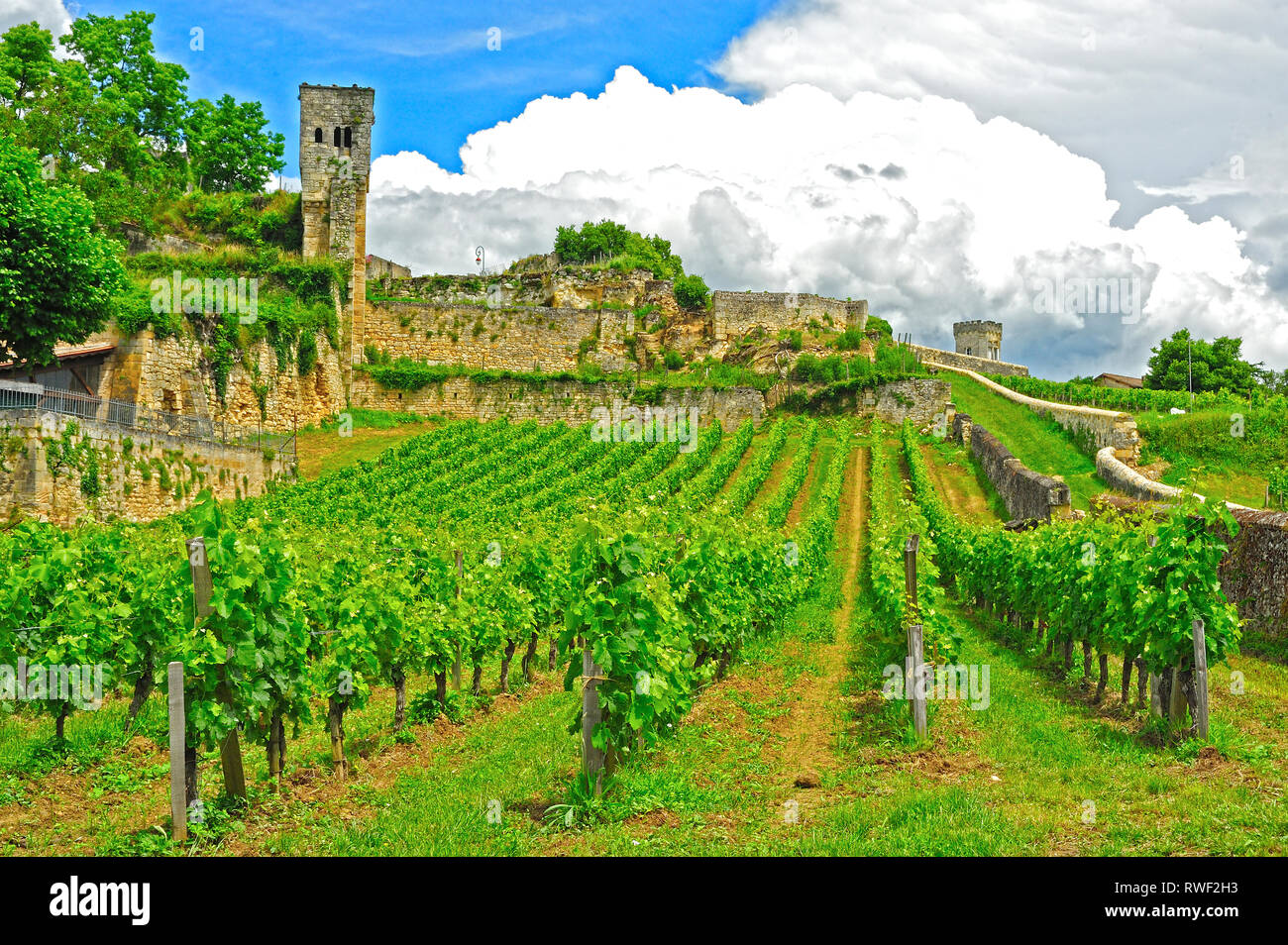 Weinberg, St Emilion, Gironde, Aquitanien, Frankreich Stockfoto