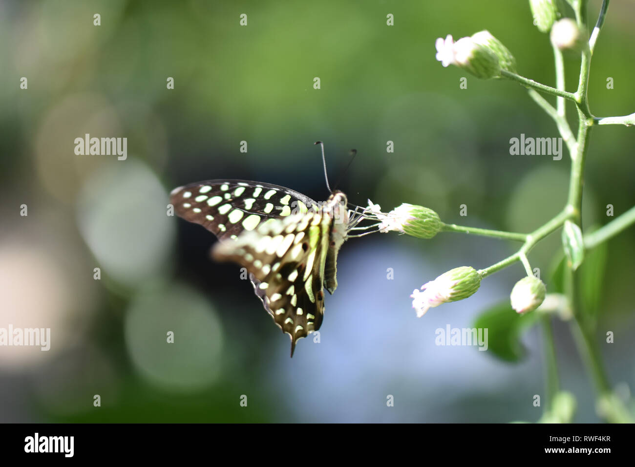 Die gelben und schwarzen Schmetterling auf eine weiße Blume in der Schmetterling Regenwald von Gainesville, Florida sitzen Stockfoto