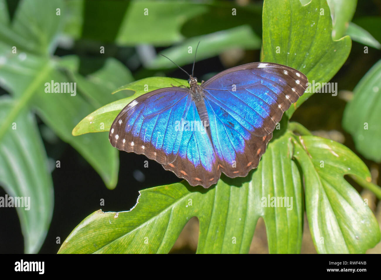 Blau und Schwarz Schmetterling der Schmetterling Regenwald von Gainesville, Florida Stockfoto