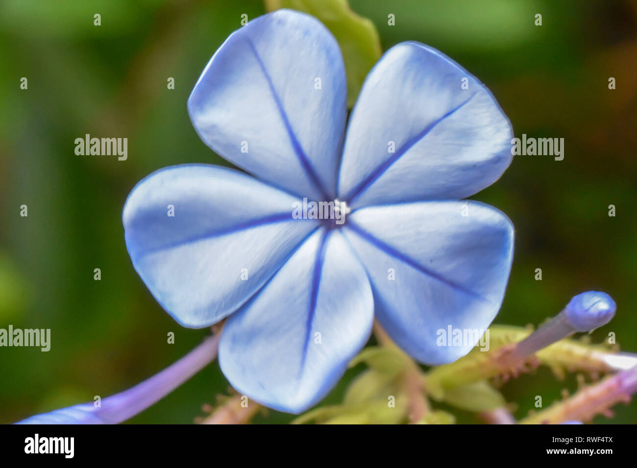 Weiche blaue Blume Stockfoto