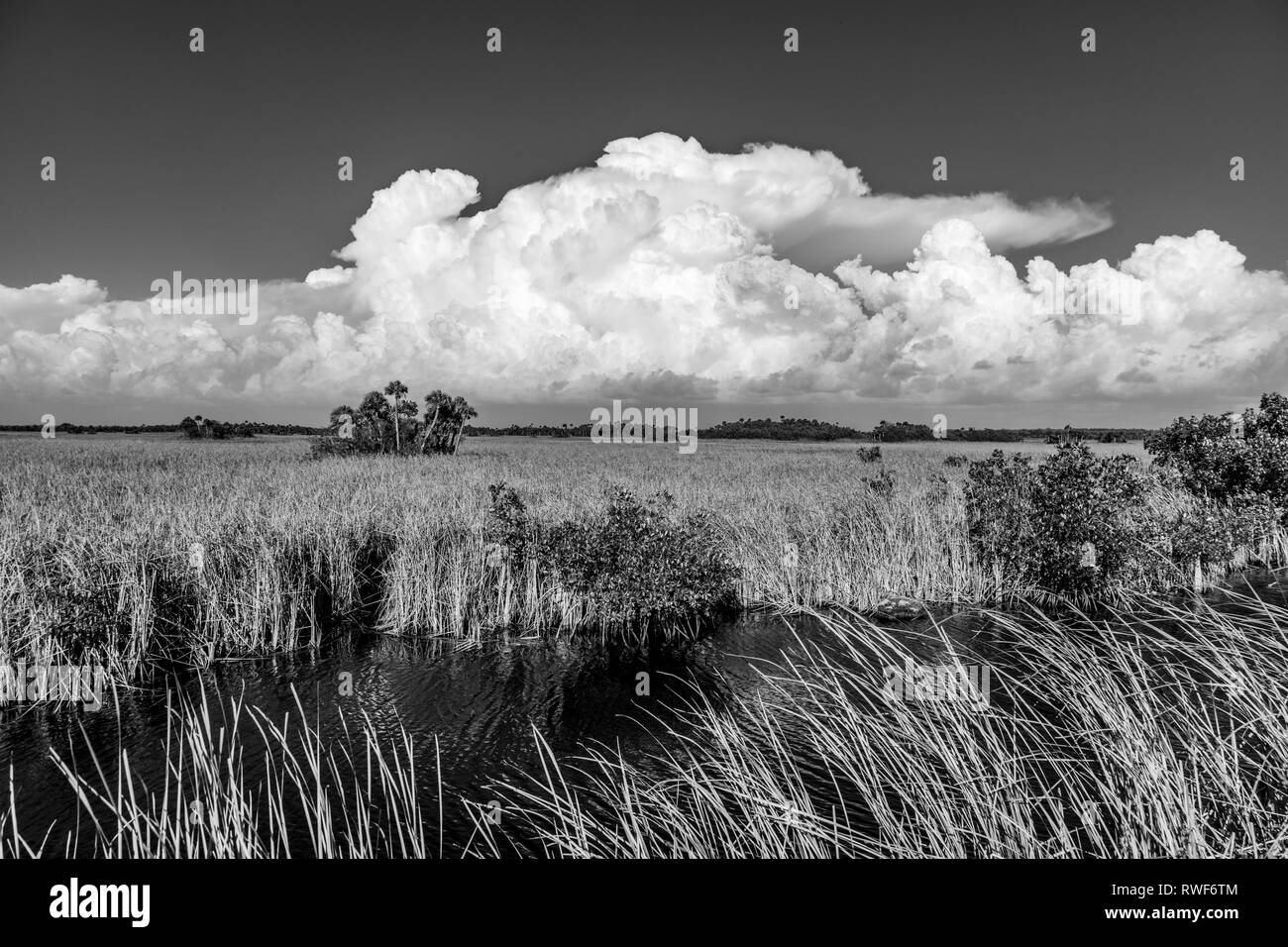 Fluss aus Gras mit großen weißen Wolken im blauen Himmel in Big Cypress National Preserve am Tamiami Trail im südlichen Florida Stockfoto