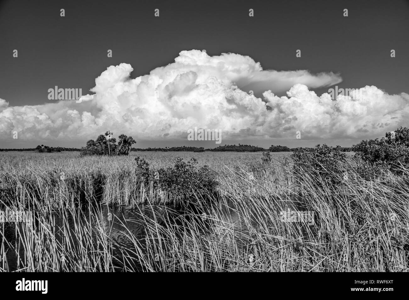 Fluss aus Gras mit großen weißen Wolken im blauen Himmel in Big Cypress National Preserve am Tamiami Trail im südlichen Florida Stockfoto