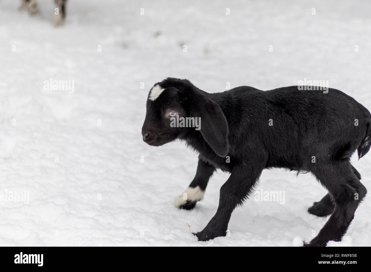 Schwarze und weiße Baby Boer Goat mit lop Ohren im Winter schnee Stockfoto