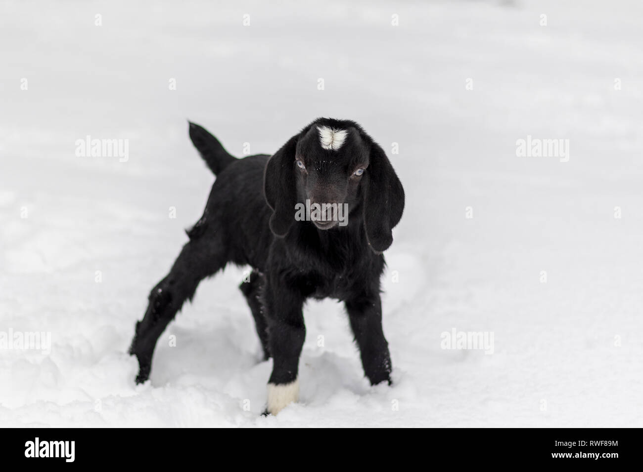 Schwarze und weiße Baby Boer Goat mit lop Ohren im Winter schnee Stockfoto