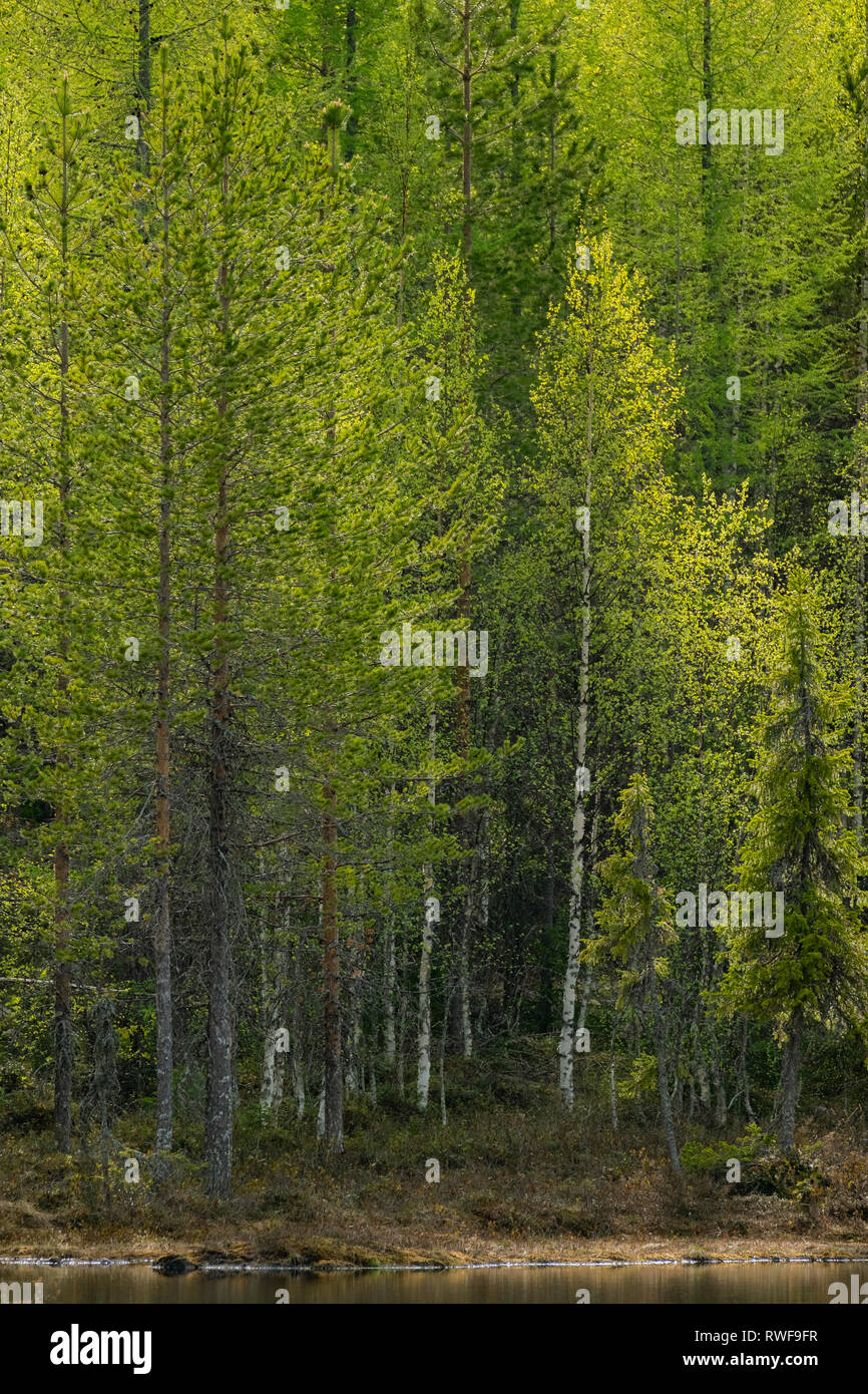 Lakeside Wald in Finnland von gemischten Silber Birken und Kiefern Stockfoto