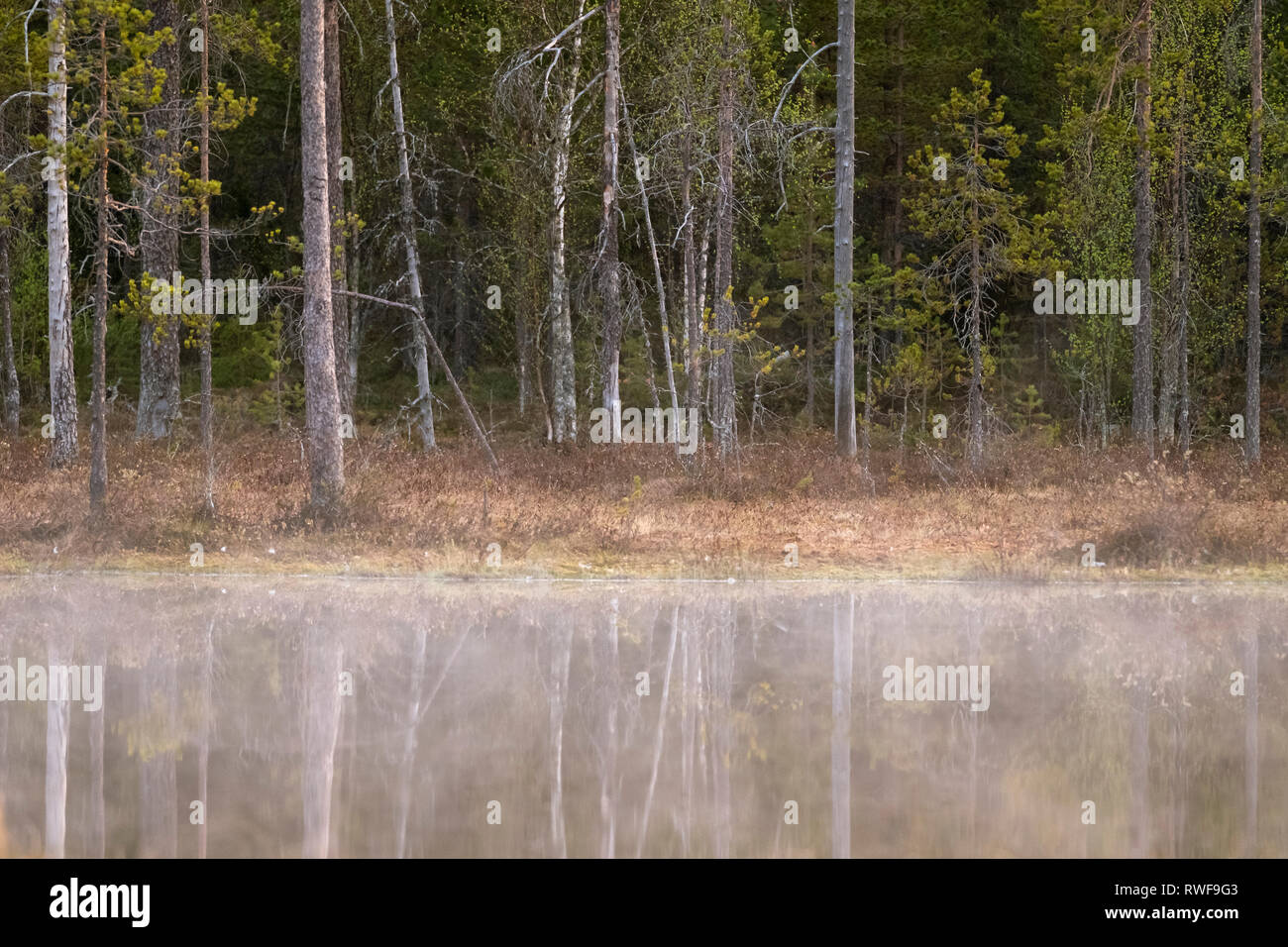 Lakeside Wald in Finnland von gemischten Silber Birken und Kiefern Stockfoto