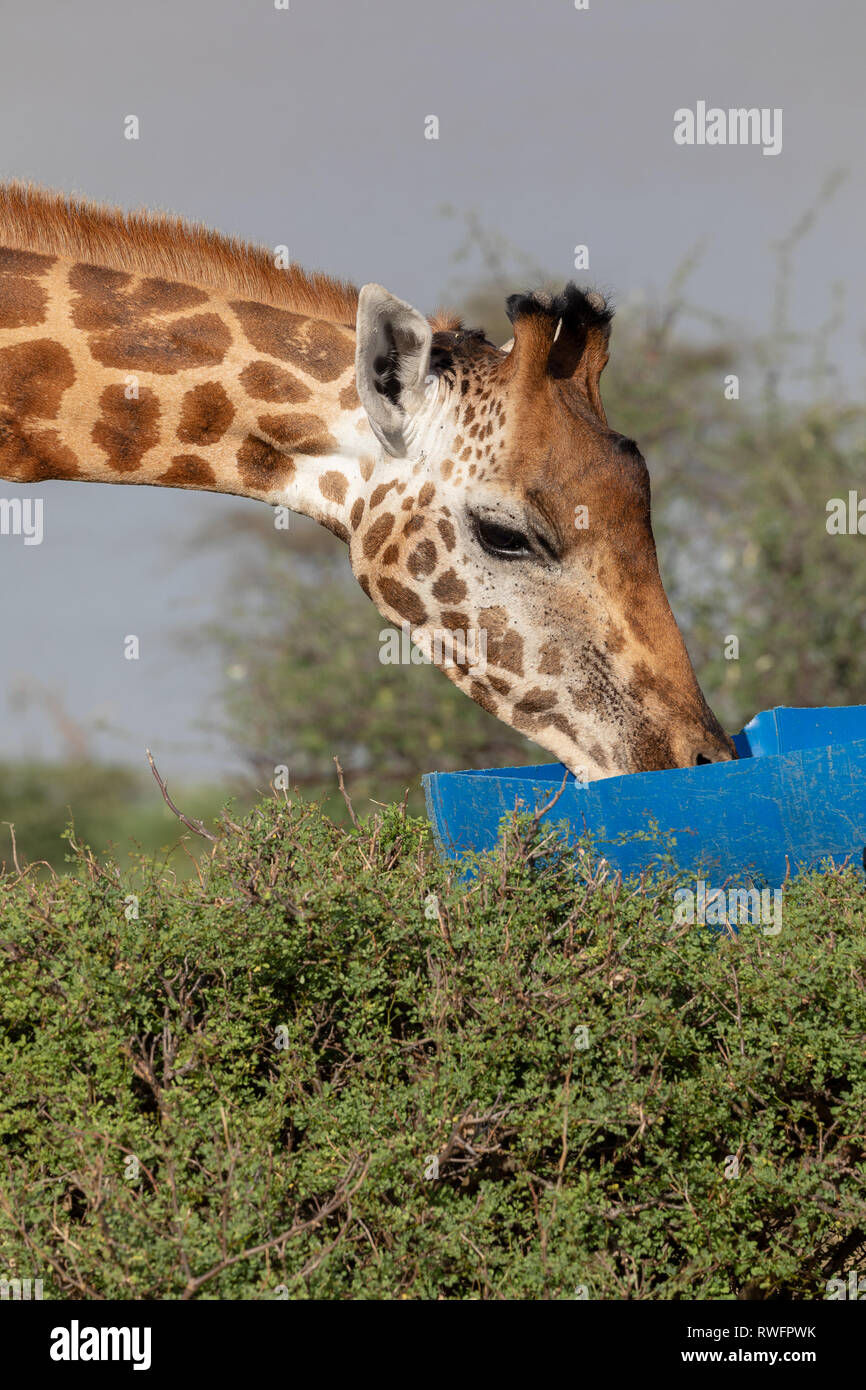 Gefährdete Rothchilds Giraffe, Kenia, Afrika Stockfoto