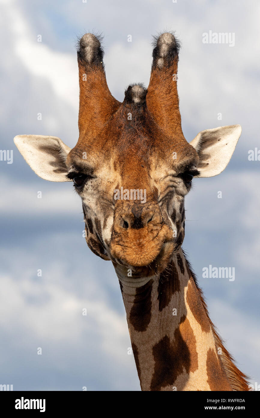 Gefährdete Rothchilds Giraffe, Kenia, Afrika Stockfoto
