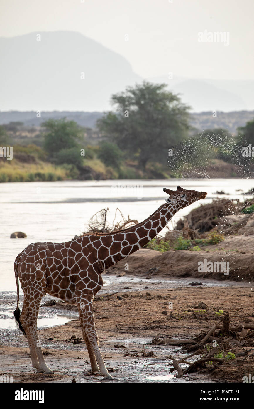 Afrikanische Netzgiraffe spucken, Kenia Stockfoto