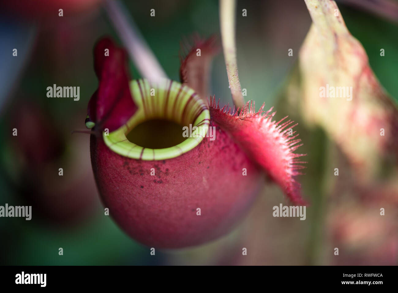 Nahaufnahme von Nepenthes auch tropische Schlauchpflanzen oder Affe Cups in der Gärtnerei Garten gefährliche Pflanze namens für Insekt. Stockfoto