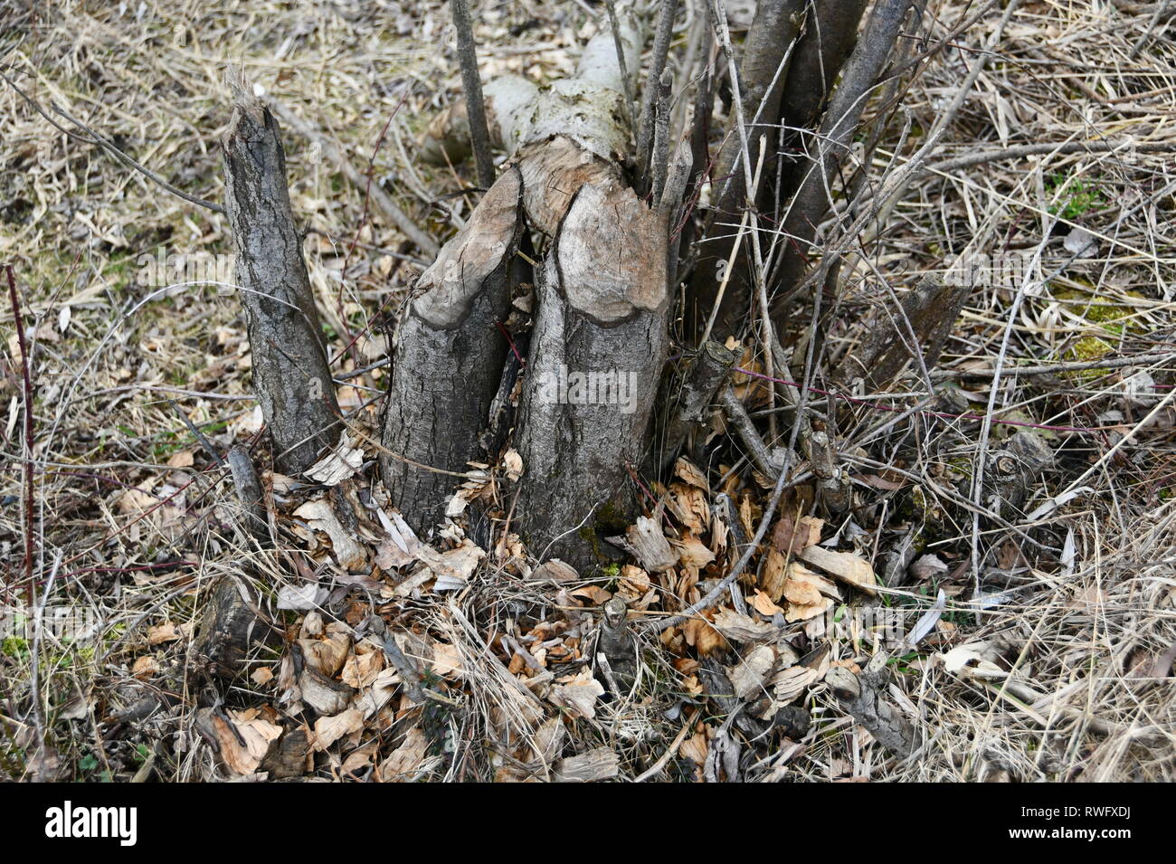 Erfolgreiche Biber Arbeit am Bodensee Stockfoto
