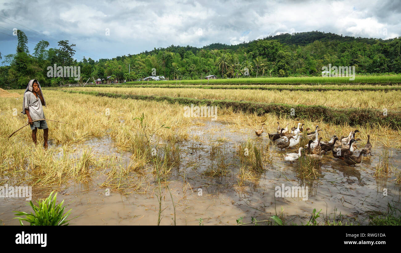 Landwirt Mann herding Enten und Gänse im ländlichen Bereich - Tibiao, Antike - Philippinen Stockfoto
