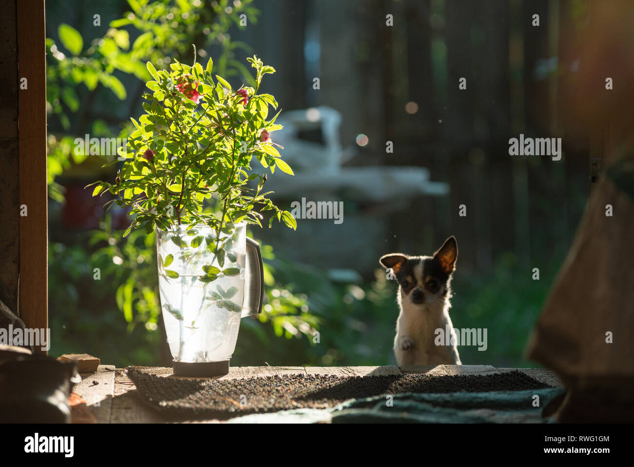 Eine kleine und lustige Chihuahua Hund schaut aus der Tür. Auf der linken Seite sind Blumen in einem transparenten Kunststoff Krug den Rahmen durch die hell beleuchtet ist Stockfoto
