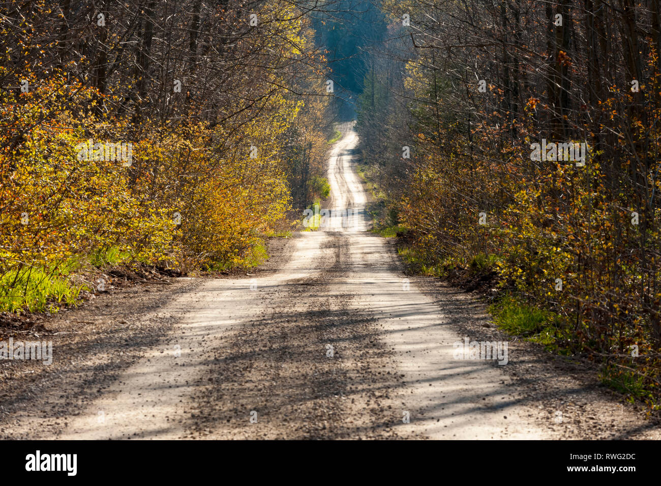 Ruhig, einspurige Landstraße durch Frühling Bush, Gray County, Ontario, Kanada Stockfoto