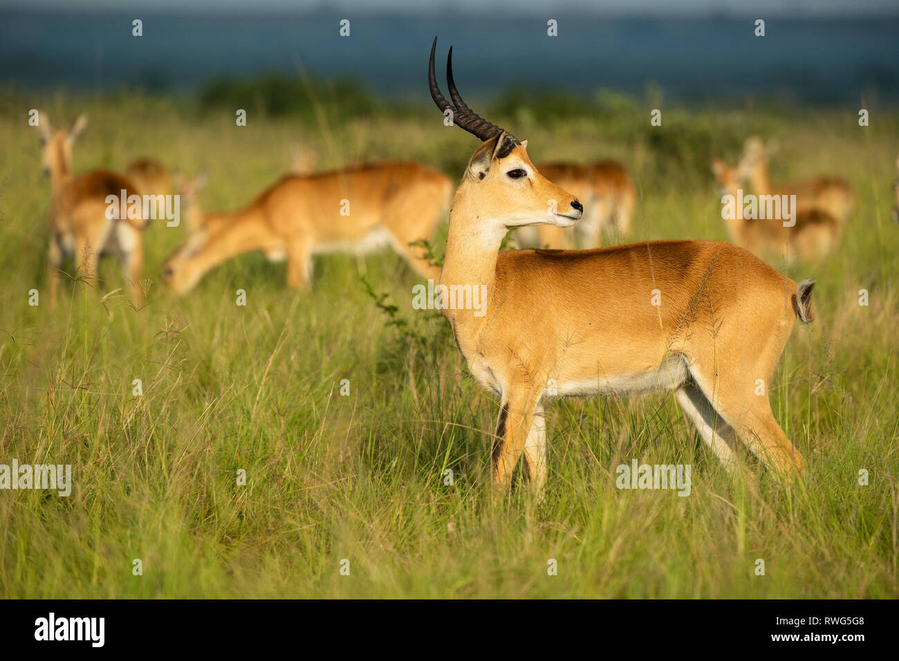 Uganda Kob, Kobus kob thomasi, ishasha Sektor im Queen Elizabeth National Park, Uganda Stockfoto