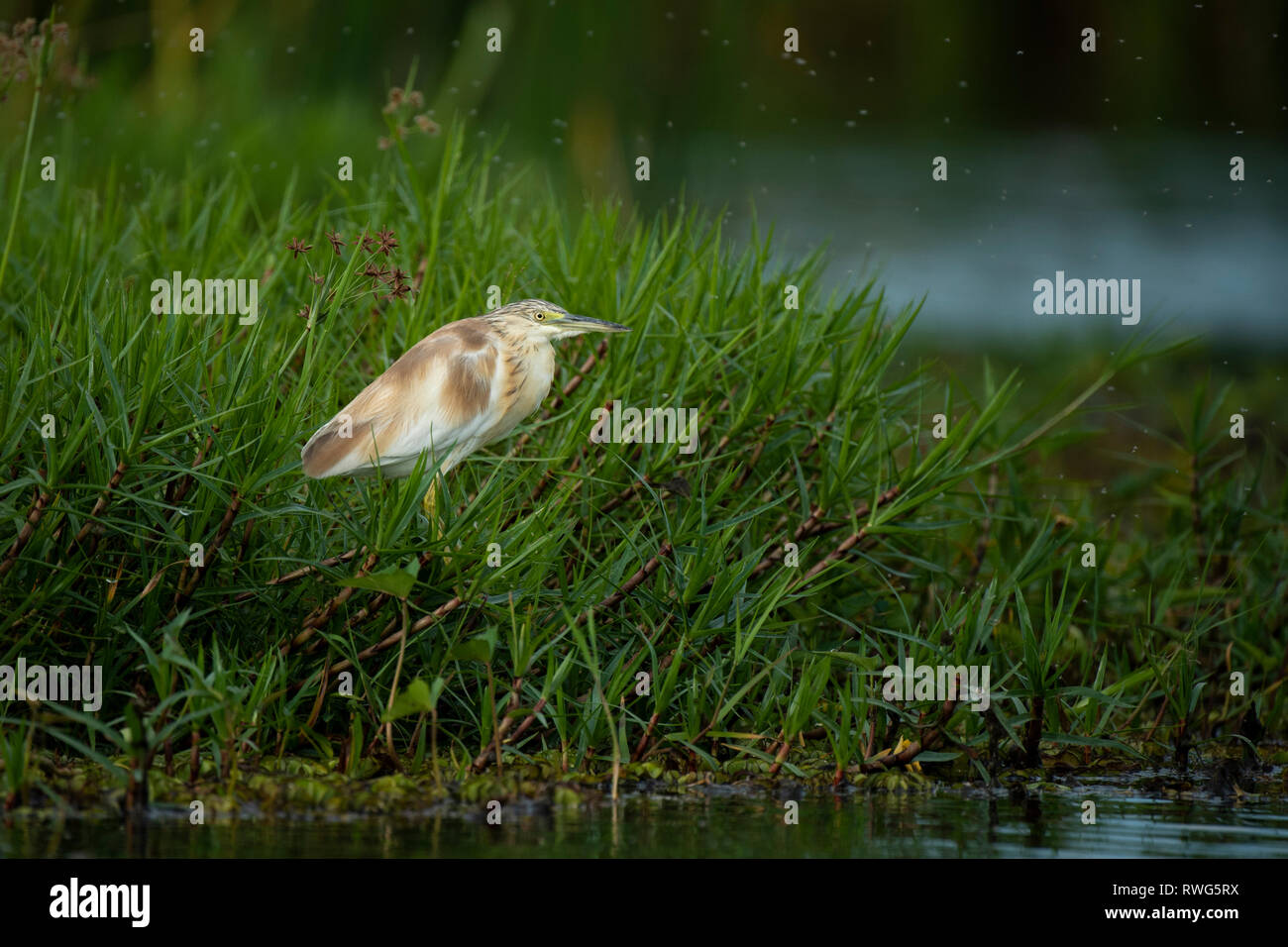 Squacco Heron, Ardeola ralloides, Lake Albert, Semliki Wildlife Reserve, Uganda Stockfoto