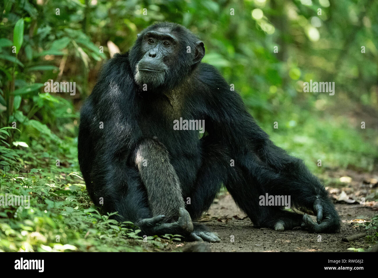 Schimpanse, Pan troglodytes, Kibale Forest Nationalpark, Uganda Stockfoto