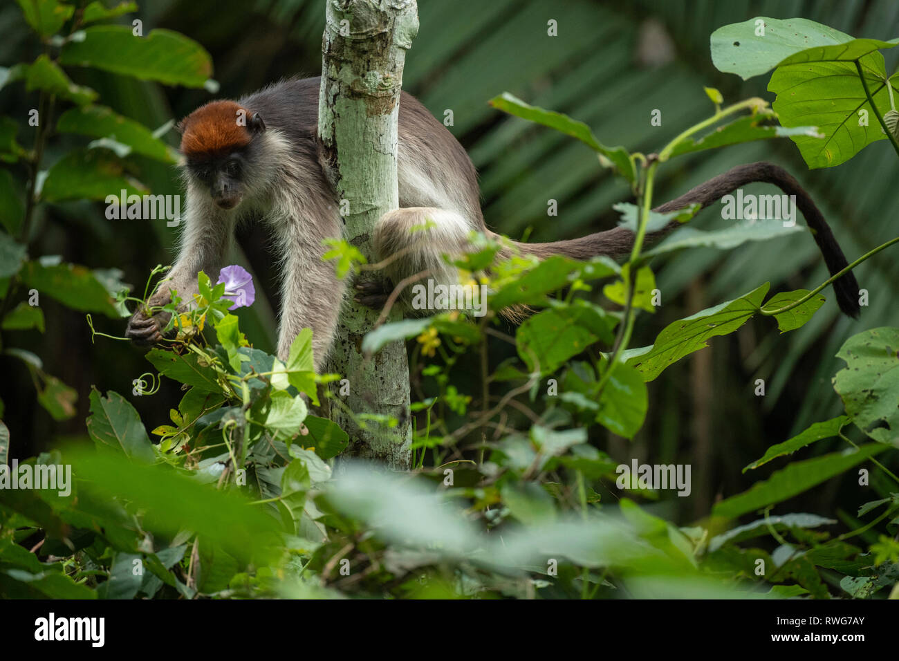 Ugandischen Roten Stummelaffen, Procolobus tephrosceles, Kibale Forest Nationalpark, Uganda Stockfoto