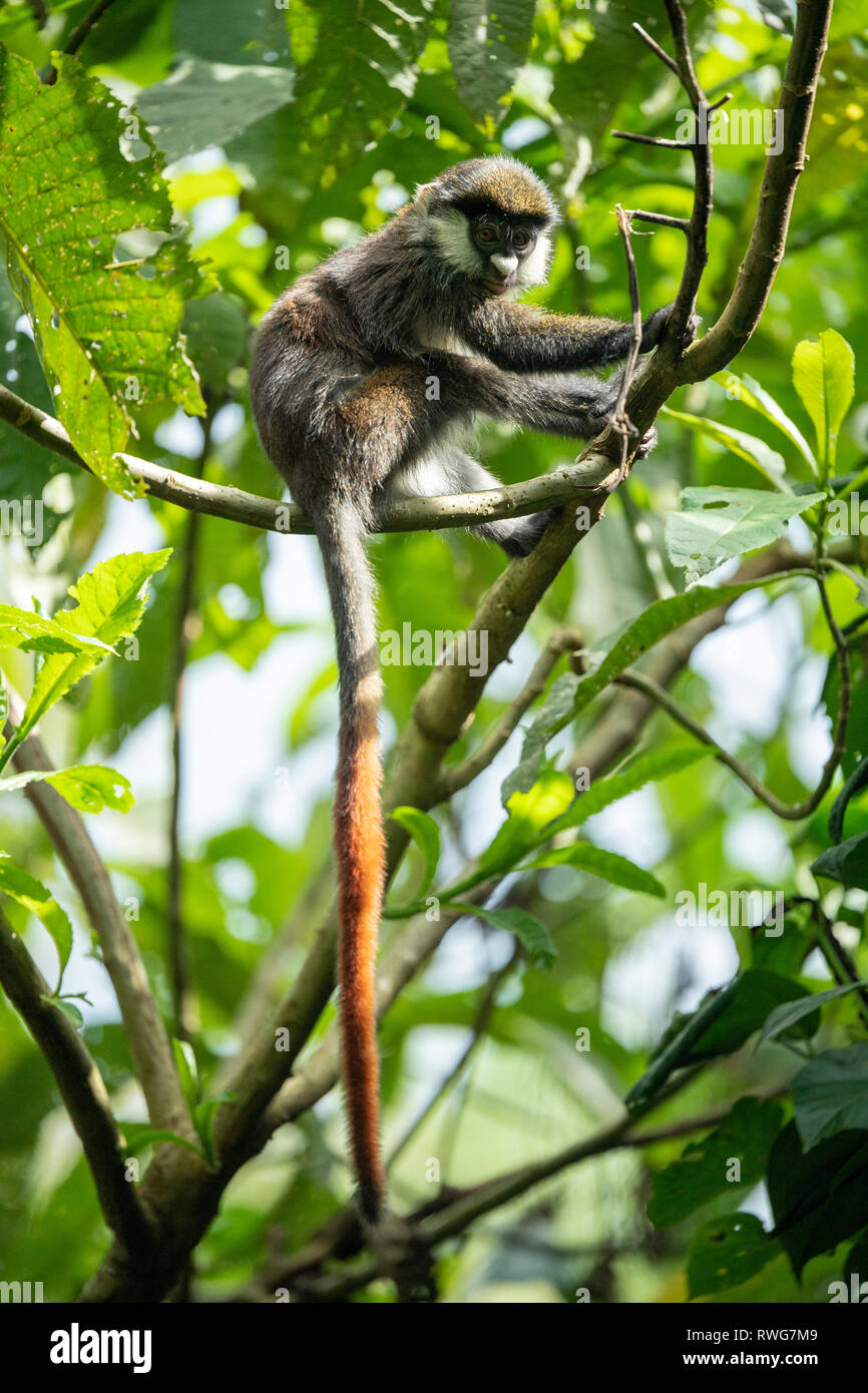 Red-tailed Affe, Cercopithecus ascanius, Kibale Forest Nationalpark, Uganda Stockfoto