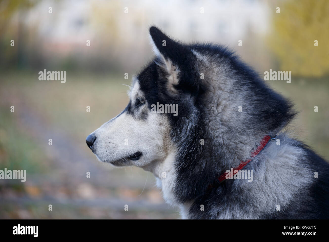Süße sibirische Husky im Herbst Park sitzt. Close Up. Heimtiere. Reinrassigen Hund. Stockfoto