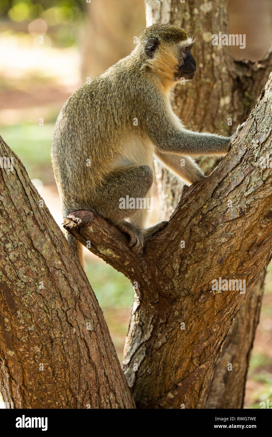 Meerkatze, Cercopithecus aethiops, Bujagali in Uganda Stockfoto