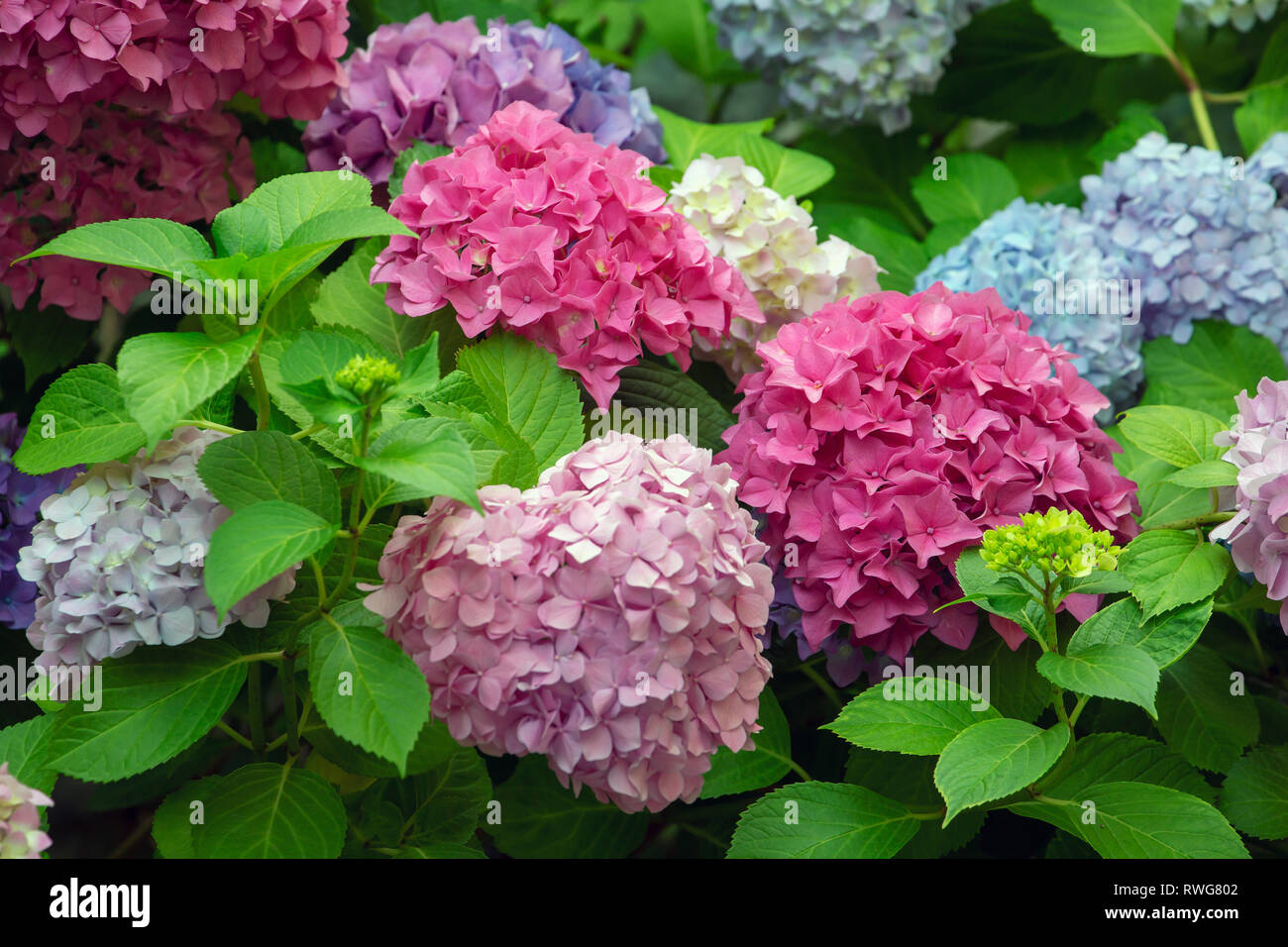 Moppköpfe aus Hydrangea macrophylla Stockfoto