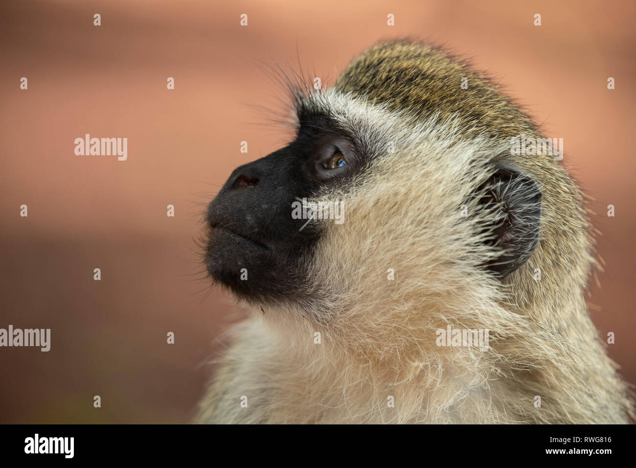 Meerkatze, Cercopithecus aethiops, Bujagali in Uganda Stockfoto