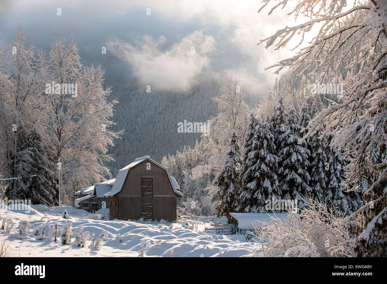 Winter Scheune und frostigen Bäumen im Morgenlicht. In der Nähe von Nelson, BC, Kanada Stockfoto