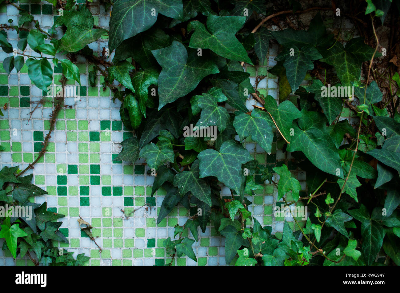 Mosaiken bedeckt mit Efeu Stockfoto
