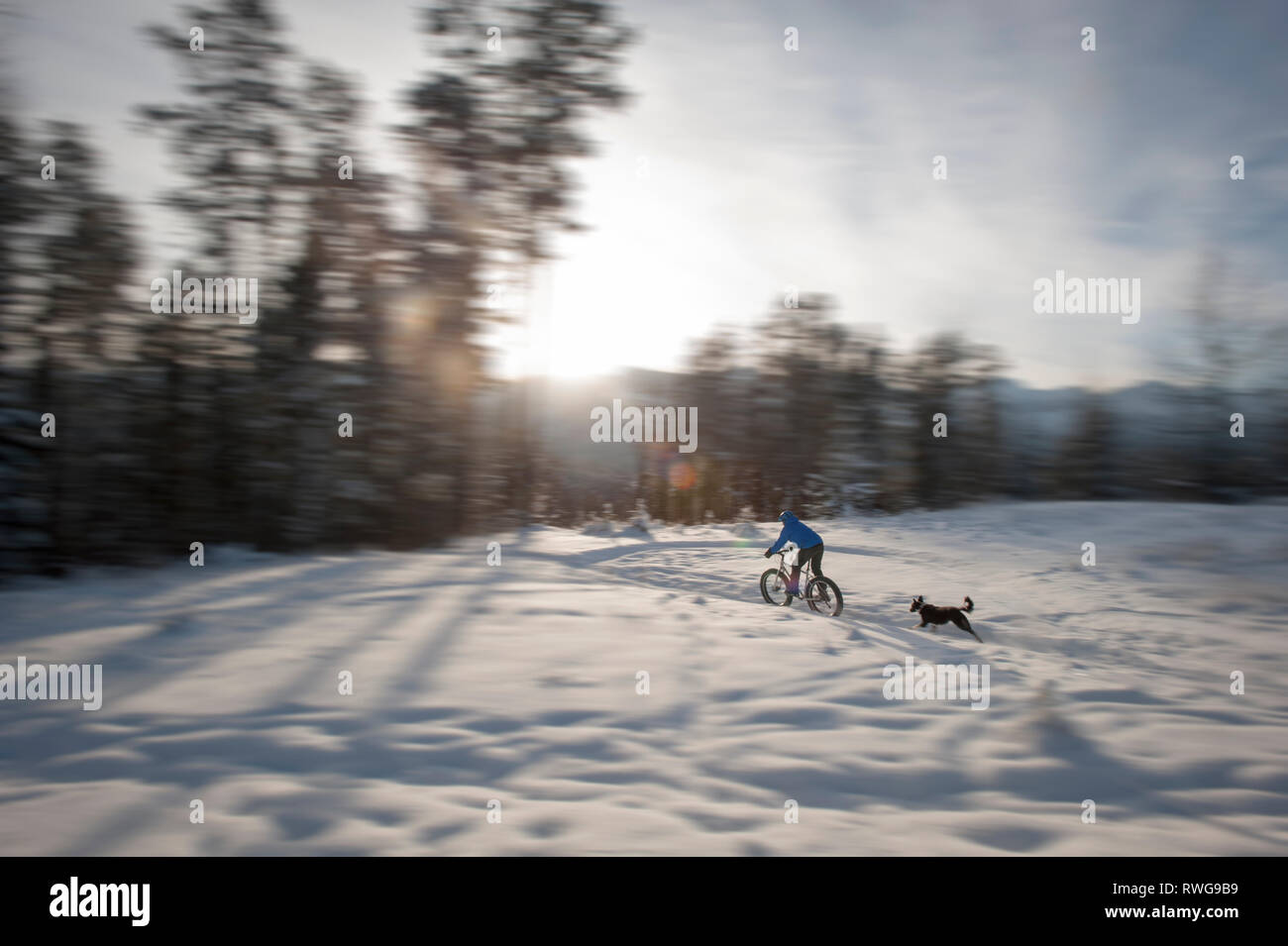 Winter Fett - Biken im Schnee mit einem Hund, Fernie BC, Kanada Stockfoto
