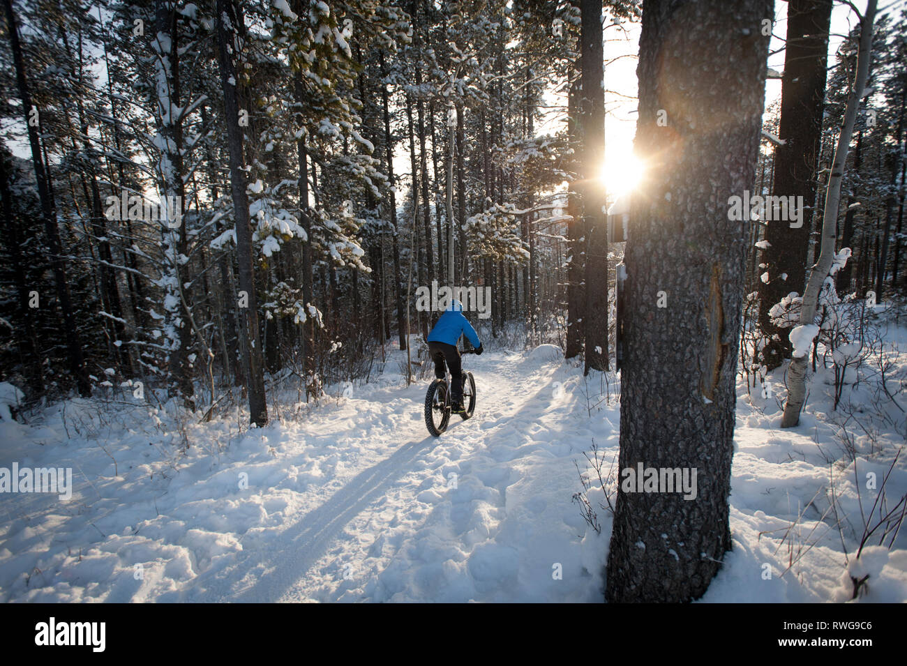 Winter Fett - Biken im Schnee mit einem Hund, Fernie BC, Kanada Stockfoto