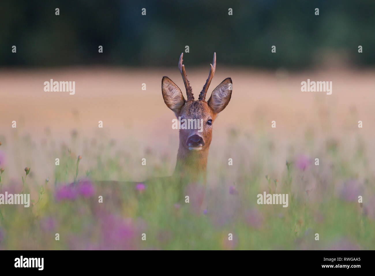 Europäische Reh (Capreolus capreolus). Buck in einer blühenden Wiese. Deutschland Stockfoto