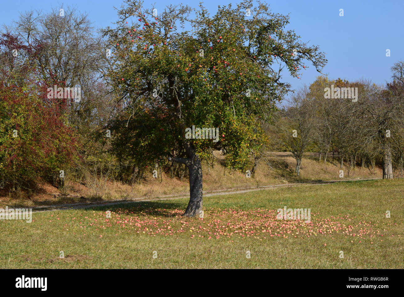 Inländische Apfel (Malus Domestica). Aufgrund der lang anhaltenden Trockenheit, die Bäume auf einen Obstgarten haben fast alle Früchte fallen gelassen. Deutschland Stockfoto