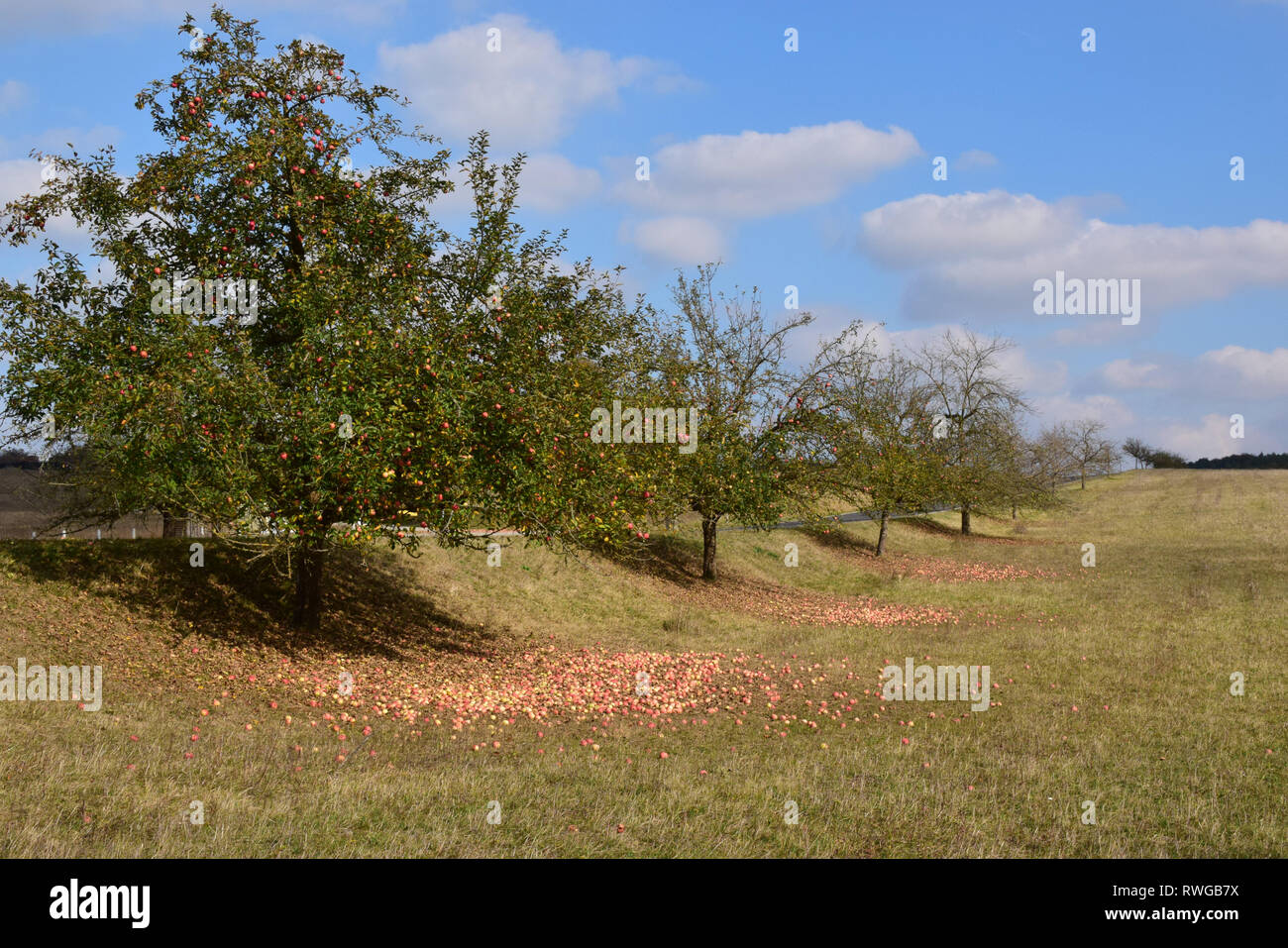 Inländische Apfel (Malus Domestica). Aufgrund der lang anhaltenden Trockenheit, die Bäume auf einen Obstgarten haben fast alle Früchte fallen gelassen. Deutschland Stockfoto