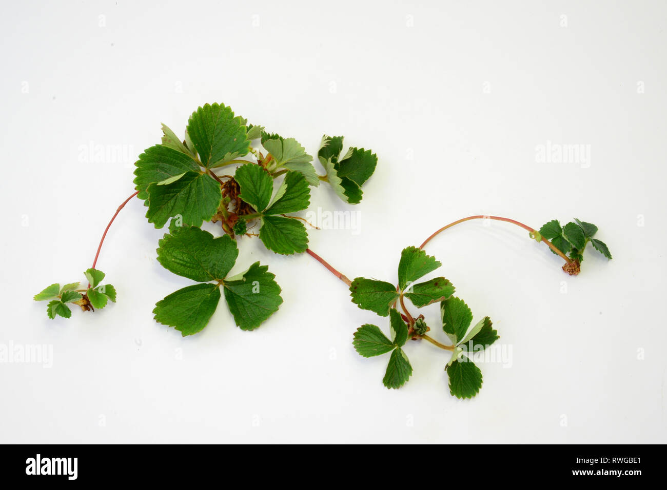 Erdbeere (FRAGARIA X ANANASSA). Anlage mit Läufer. Studio Bild vor einem weißen Hintergrund. Deutschland Stockfoto