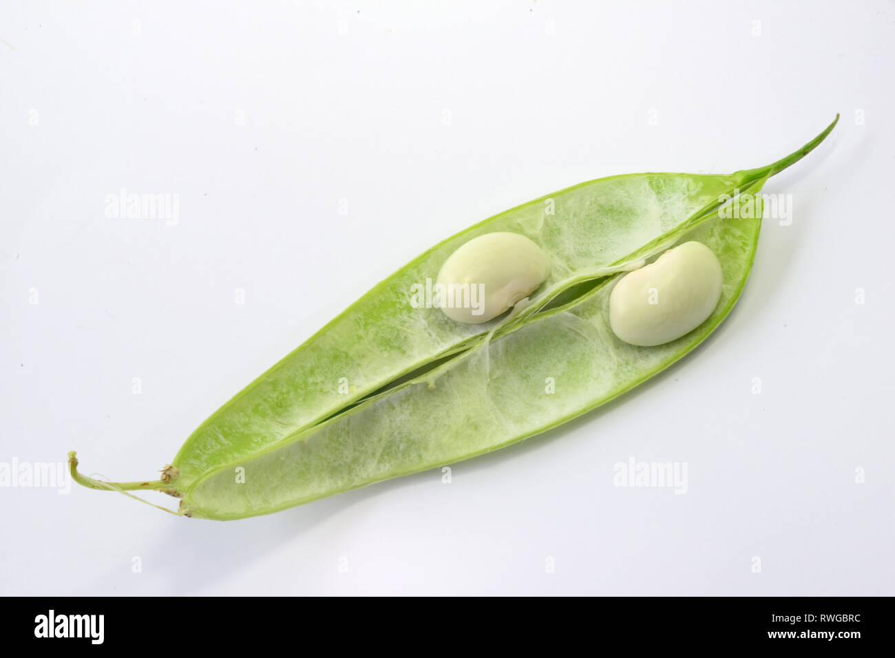 Grüne Bohne (Phaseolus vulgaris). Geöffnet frische bean Pod mit weissen Samen. Studio Bild auf weißem Hintergrund Stockfoto