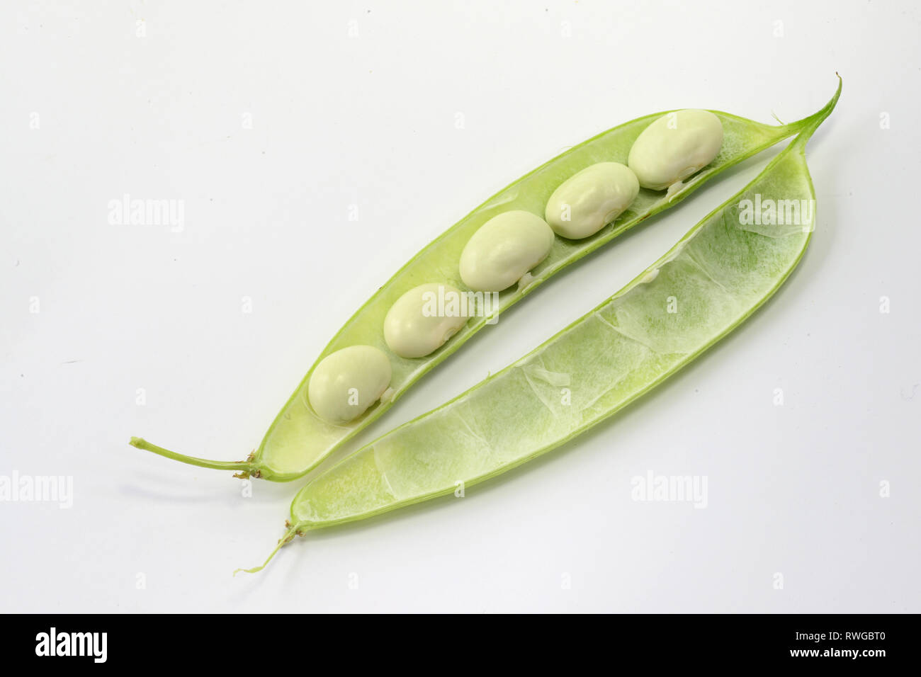 Grüne Bohne (Phaseolus vulgaris). Geöffnet frische bean Pod mit weissen Samen. Studio Bild auf weißem Hintergrund Stockfoto