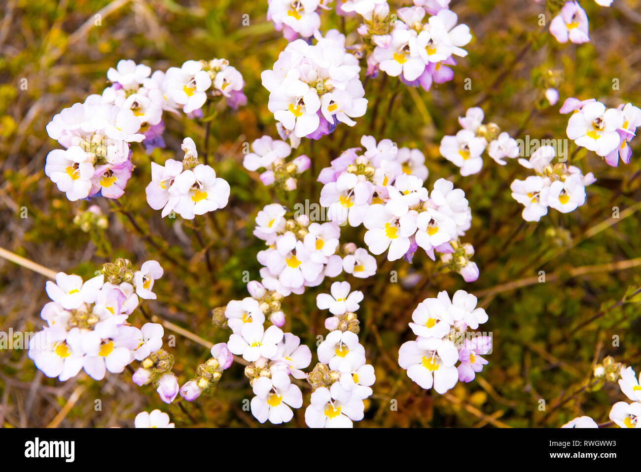 Einheimische australische Blüten in Kosciuszko National Park, NSW, Australien. Natur Hintergrund mit Pflanzen und Vegetation. Stockfoto