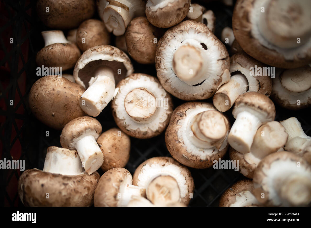 Hintergrund von frischen und organischen Ganzen Pilze, Nahaufnahme Stockfoto
