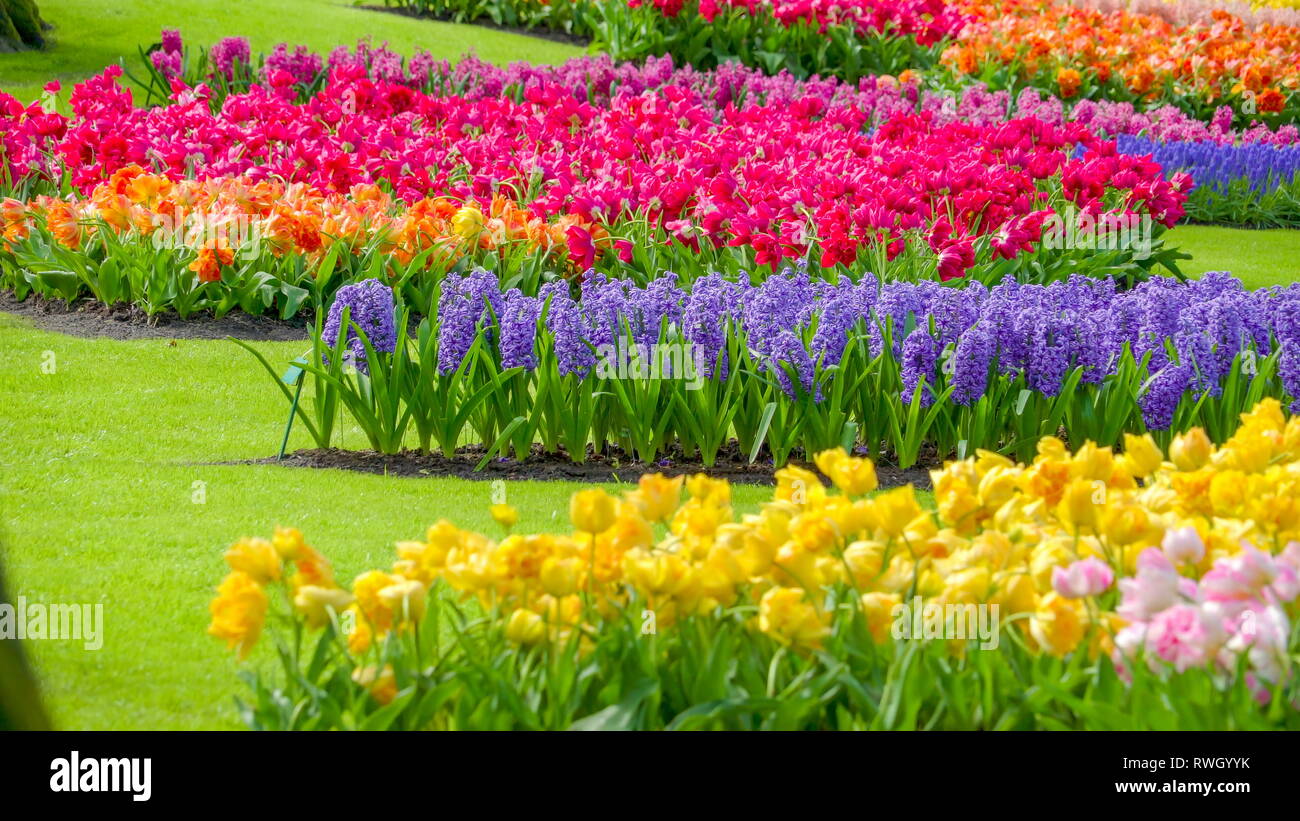 Viele blühende und farbenprächtige Blumen im Park im Frühling in Holland Stockfoto