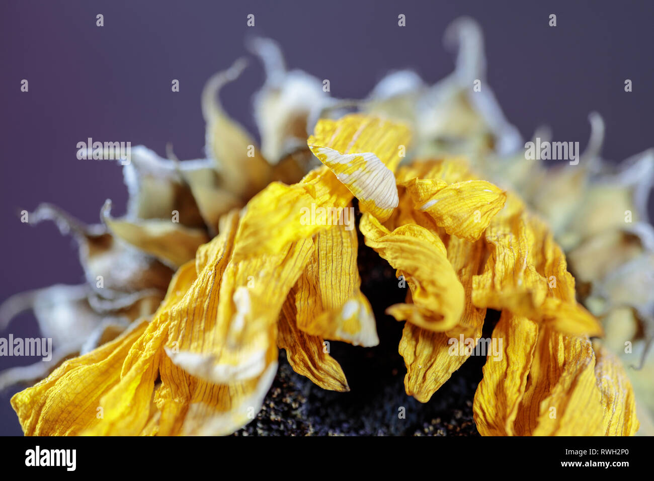 Nahaufnahme von einem toten Sonnenblume Kopf gegen einen einfachen dunklen Hintergrund Stockfoto