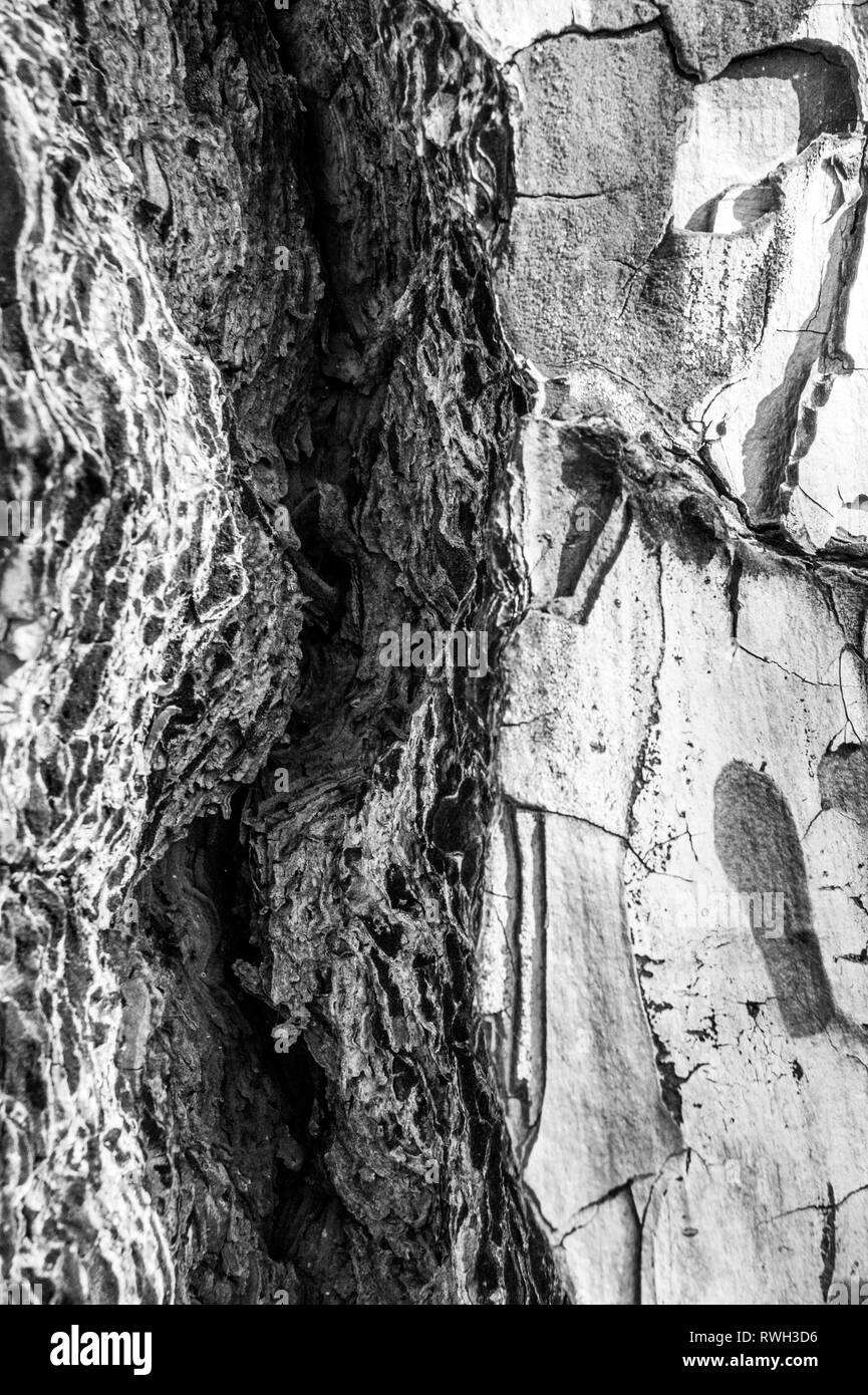 Baum Pinienrinde Nahaufnahme, wie strukturierte 2-in-1-Optik und Hintergrundbild auf La Palma, Kanarische Inseln, Spanien, National Park genommen, nachdem Waldbrände Stockfoto