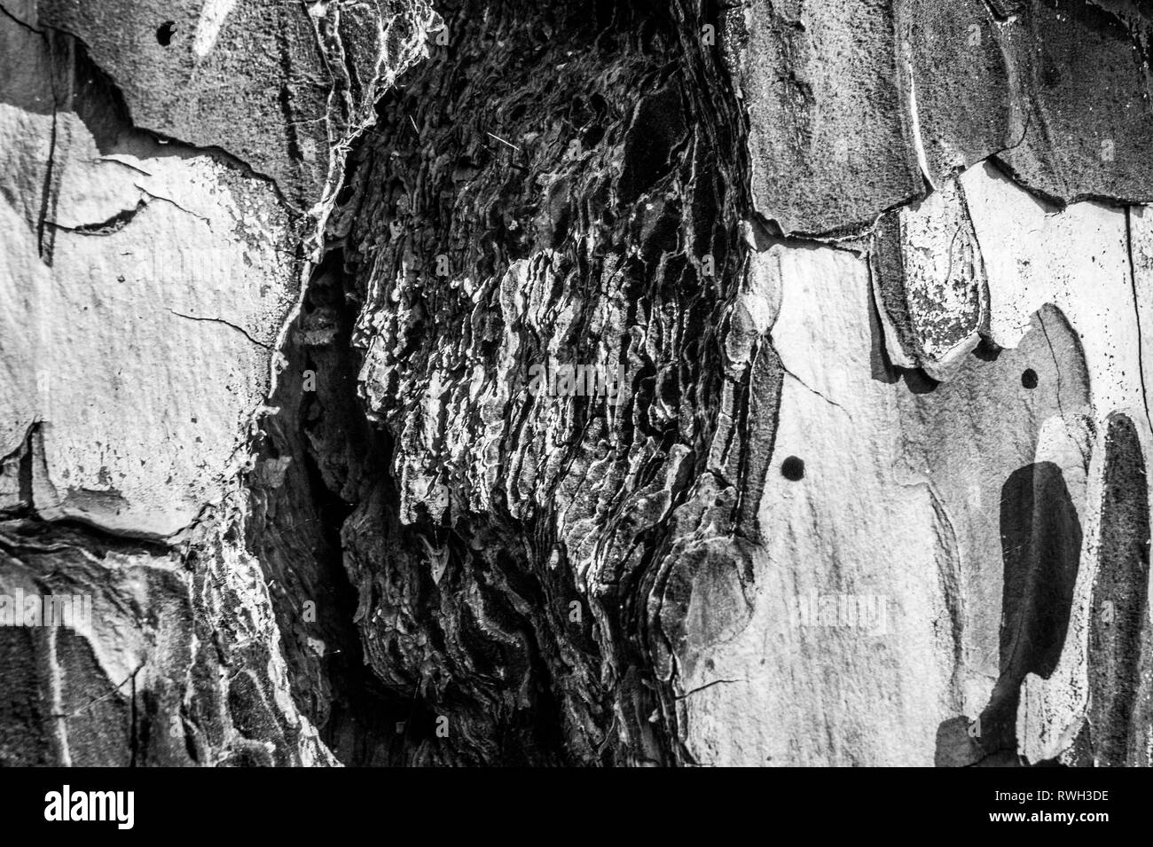 Baum Pinienrinde Nahaufnahme, wie strukturierte 2-in-1-Optik und Hintergrundbild auf La Palma, Kanarische Inseln, Spanien, National Park genommen, nachdem Waldbrände Stockfoto